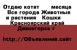 Отдаю котят. 1,5 месяца - Все города Животные и растения » Кошки   . Красноярский край,Дивногорск г.